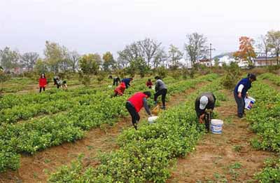 休閑農業(yè)規劃,農業(yè)旅游規劃,田園綜合體規劃